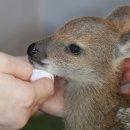 인천광역시 야생동물구조관리센터 이미지