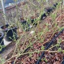 개화농장 이미지