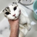 미용특공대 이미지