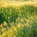 청보리목장 이미지