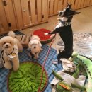 우리집 반려견 이해하기(행동코칭) | 엄마 잘 다녀와 강아지교육 맡겨봤는데 진짜 믿음 가는 반려견코칭 서비스였어요