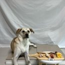 멍멍한상 이미지