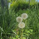 너나들이캠핑장 이미지