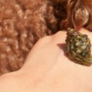 애견민박 멍집 이미지