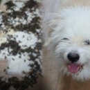 개ST하우스 이미지