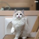 럭스 캐터리 이미지