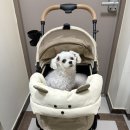 재리펫 | 재리 넥쿠션 장착 완료