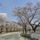 회룡포마을 | 따뜻한 봄날, 예천 회룡포 전동 스쿠터 나들이 후기🌸