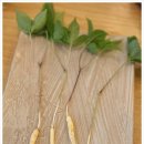 송이와 은어향기 이미지