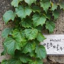 양평흑염소농장 이미지