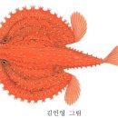 어류도감 - 아귀目 - 부치科 - 빨강부치 이미지