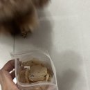 꼬소한댕 이미지