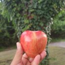 제주 올레길 14-1코스 이미지