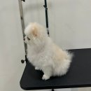 멍뭉이 쌀롱 이미지