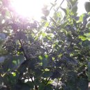 은현농장 이미지