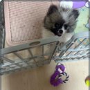 멍벤져스 이미지