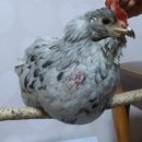 상국농장 이미지