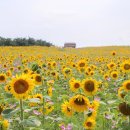 서울 근교...국내 최대 천만 송이 해바라기를 볼 수 있는곳 이미지