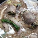 서일순대국 Daum카페