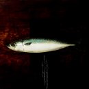 안녕 김밥 이미지