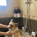 해피독 애견펜션 이미지