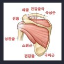 극하근[IST, infaspinatus][팔의 장해(2018년 4월 1일 이후 지급률과 장해판정기준)] 이미지