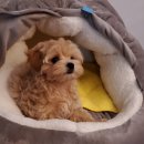 개츠비 켄넬 이미지