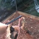 애니 팜 이미지