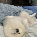 빗질해줄개 이미지