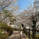 2025 벚꽃 개화 예상 시기 진해 군항제 가볼 만한 곳