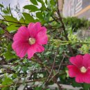 양평 두물머리 세미원 우중 연꽃축제 이미지