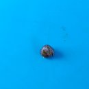 엔젤보트장 | 춘천 공지천 오리배 <엔젤보트장> 4인용 수동 오리배 탑승 후기🦆🐌