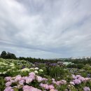 제주 숨도 수국 후기 - 감귤길, 수국길, 한라산 뷰까지 담은 힐링 스팟
