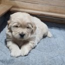 쿨스타스 이미지