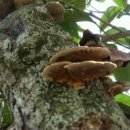 상황버섯 으로 암연구 자료 한국의 야생상황버섯 이미지