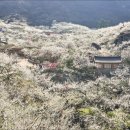 청매실농원 이미지