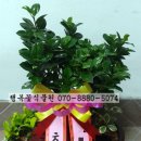삼정이용원 네이버블로그