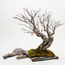 흙과 나무 이미지