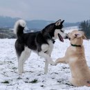 장현동물병원 이미지