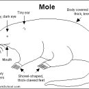 Story of the Little Mole 이미지