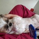 부자동물병원 이미지