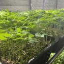 용인대 마스터진 태권도 이미지