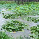 대가연꽃테마공원 이미지