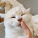 핑크젤리캐터리 이미지