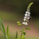 부부정약국 이미지