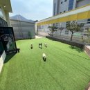 멍멍테라스 이미지