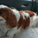 Paxi(팩시) 이미지