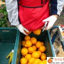 정석농원 이미지