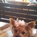 뿌나애견 이미지