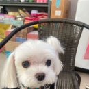 대전 은행동 미용실 권트리머 애견모델미용실 헤어샵 커트 위치 가격 총정리